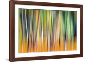 Fall Trees-Ursula Abresch-Framed Photographic Print