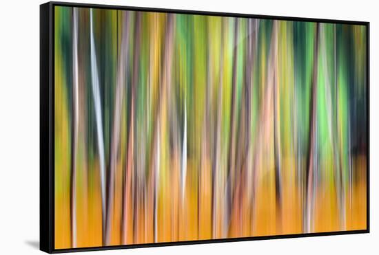 Fall Trees-Ursula Abresch-Framed Stretched Canvas