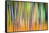 Fall Trees-Ursula Abresch-Framed Stretched Canvas