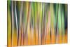 Fall Trees-Ursula Abresch-Stretched Canvas