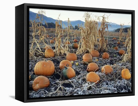 Fall Vegetables in Frosty Field, Great Basin, Cache Valley, Utah, USA-Scott T^ Smith-Framed Stretched Canvas