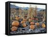 Fall Vegetables in Frosty Field, Great Basin, Cache Valley, Utah, USA-Scott T^ Smith-Framed Stretched Canvas