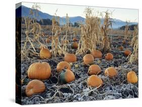 Fall Vegetables in Frosty Field, Great Basin, Cache Valley, Utah, USA-Scott T^ Smith-Stretched Canvas