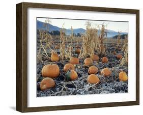 Fall Vegetables in Frosty Field, Great Basin, Cache Valley, Utah, USA-Scott T^ Smith-Framed Premium Photographic Print