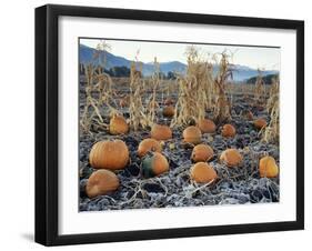 Fall Vegetables in Frosty Field, Great Basin, Cache Valley, Utah, USA-Scott T^ Smith-Framed Premium Photographic Print