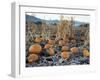 Fall Vegetables in Frosty Field, Great Basin, Cache Valley, Utah, USA-Scott T^ Smith-Framed Premium Photographic Print