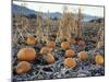 Fall Vegetables in Frosty Field, Great Basin, Cache Valley, Utah, USA-Scott T^ Smith-Mounted Premium Photographic Print