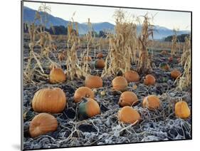 Fall Vegetables in Frosty Field, Great Basin, Cache Valley, Utah, USA-Scott T^ Smith-Mounted Premium Photographic Print