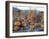 Fall Vegetables in Frosty Field, Great Basin, Cache Valley, Utah, USA-Scott T^ Smith-Framed Photographic Print