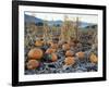 Fall Vegetables in Frosty Field, Great Basin, Cache Valley, Utah, USA-Scott T^ Smith-Framed Photographic Print