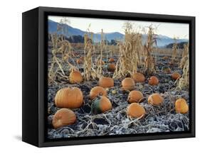 Fall Vegetables in Frosty Field, Great Basin, Cache Valley, Utah, USA-Scott T^ Smith-Framed Stretched Canvas