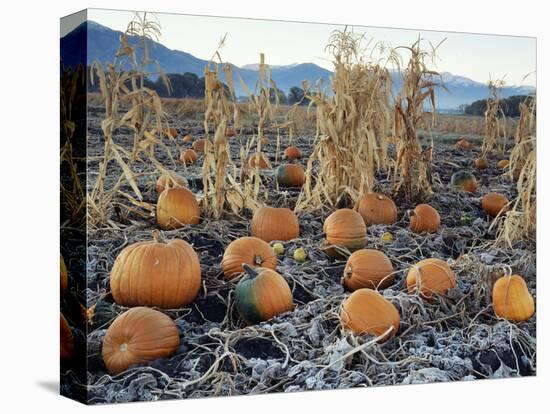 Fall Vegetables in Frosty Field, Great Basin, Cache Valley, Utah, USA-Scott T^ Smith-Stretched Canvas