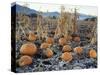 Fall Vegetables in Frosty Field, Great Basin, Cache Valley, Utah, USA-Scott T^ Smith-Stretched Canvas