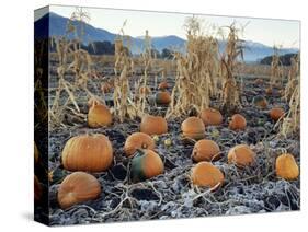 Fall Vegetables in Frosty Field, Great Basin, Cache Valley, Utah, USA-Scott T^ Smith-Stretched Canvas