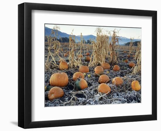 Fall Vegetables in Frosty Field, Great Basin, Cache Valley, Utah, USA-Scott T^ Smith-Framed Photographic Print