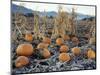 Fall Vegetables in Frosty Field, Great Basin, Cache Valley, Utah, USA-Scott T^ Smith-Mounted Photographic Print