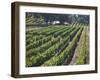 Fall Vineyard View, Yountville, Napa Valley, California-Walter Bibikow-Framed Photographic Print