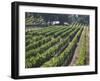 Fall Vineyard View, Yountville, Napa Valley, California-Walter Bibikow-Framed Photographic Print