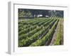 Fall Vineyard View, Yountville, Napa Valley, California-Walter Bibikow-Framed Photographic Print