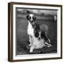 Fall, Water Dog, 1956-Thomas Fall-Framed Photographic Print