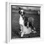 Fall, Water Dog, 1956-Thomas Fall-Framed Photographic Print