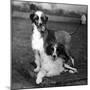 Fall, Water Dog, 1956-Thomas Fall-Mounted Photographic Print