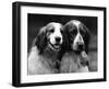 Fall, Welsh Springer, 1934-Thomas Fall-Framed Photographic Print