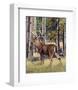 Fall Whitetail-Russell Cobane-Framed Art Print