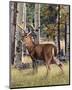 Fall Whitetail-Russell Cobane-Mounted Art Print