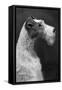 Fall, Wire Fox Terrier, 54-Thomas Fall-Framed Stretched Canvas