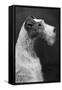 Fall, Wire Fox Terrier, 54-Thomas Fall-Framed Stretched Canvas