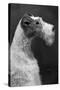 Fall, Wire Fox Terrier, 54-Thomas Fall-Stretched Canvas