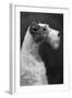 Fall, Wire Fox Terrier, 54-Thomas Fall-Framed Photographic Print