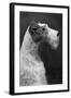 Fall, Wire Fox Terrier, 54-Thomas Fall-Framed Photographic Print