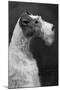 Fall, Wire Fox Terrier, 54-Thomas Fall-Mounted Photographic Print