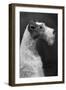 Fall, Wire Fox Terrier, 54-Thomas Fall-Framed Photographic Print