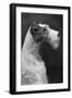 Fall, Wire Fox Terrier, 54-Thomas Fall-Framed Photographic Print