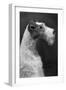 Fall, Wire Fox Terrier, 54-Thomas Fall-Framed Photographic Print