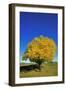 Fall-null-Framed Photographic Print