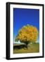 Fall-null-Framed Photographic Print