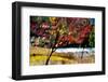 Fall-Ursula Abresch-Framed Photographic Print