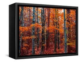 Fall-Marco Carmassi-Framed Stretched Canvas