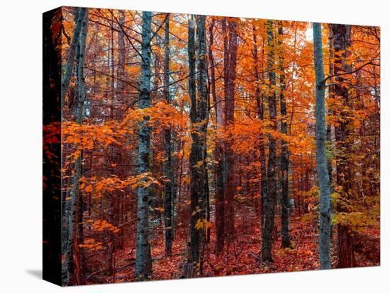 Fall-Marco Carmassi-Stretched Canvas
