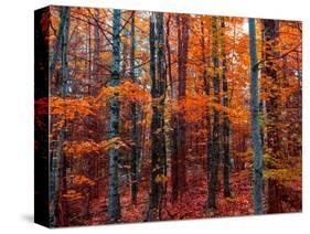 Fall-Marco Carmassi-Stretched Canvas