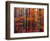 Fall-Marco Carmassi-Framed Photographic Print