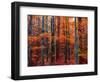 Fall-Marco Carmassi-Framed Photographic Print