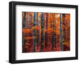 Fall-Marco Carmassi-Framed Photographic Print