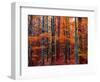 Fall-Marco Carmassi-Framed Photographic Print