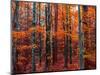 Fall-Marco Carmassi-Mounted Photographic Print