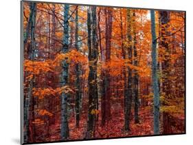 Fall-Marco Carmassi-Mounted Photographic Print